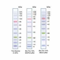 Protein Leitern, vorgefärbt