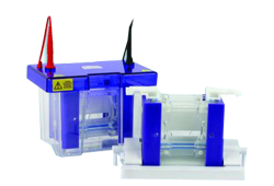 Protein-Elektrophorese