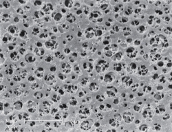 Membrane filters type 111, cellulose acetate, sterile